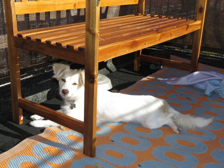 Het verhaal van Dasja – de kleine (b)engel