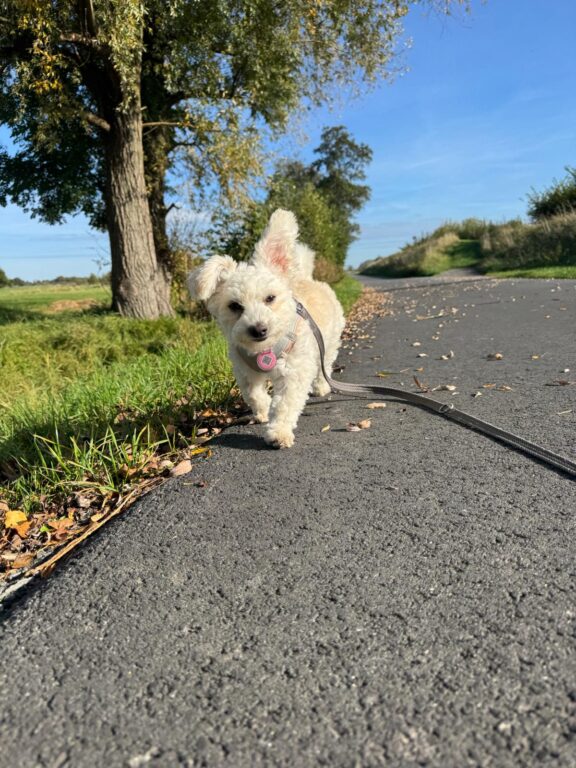 Het verhaal van Carla – de kleine ijsbeer