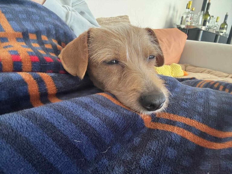 Het verhaal van Pipa – geluk op vier pootjes