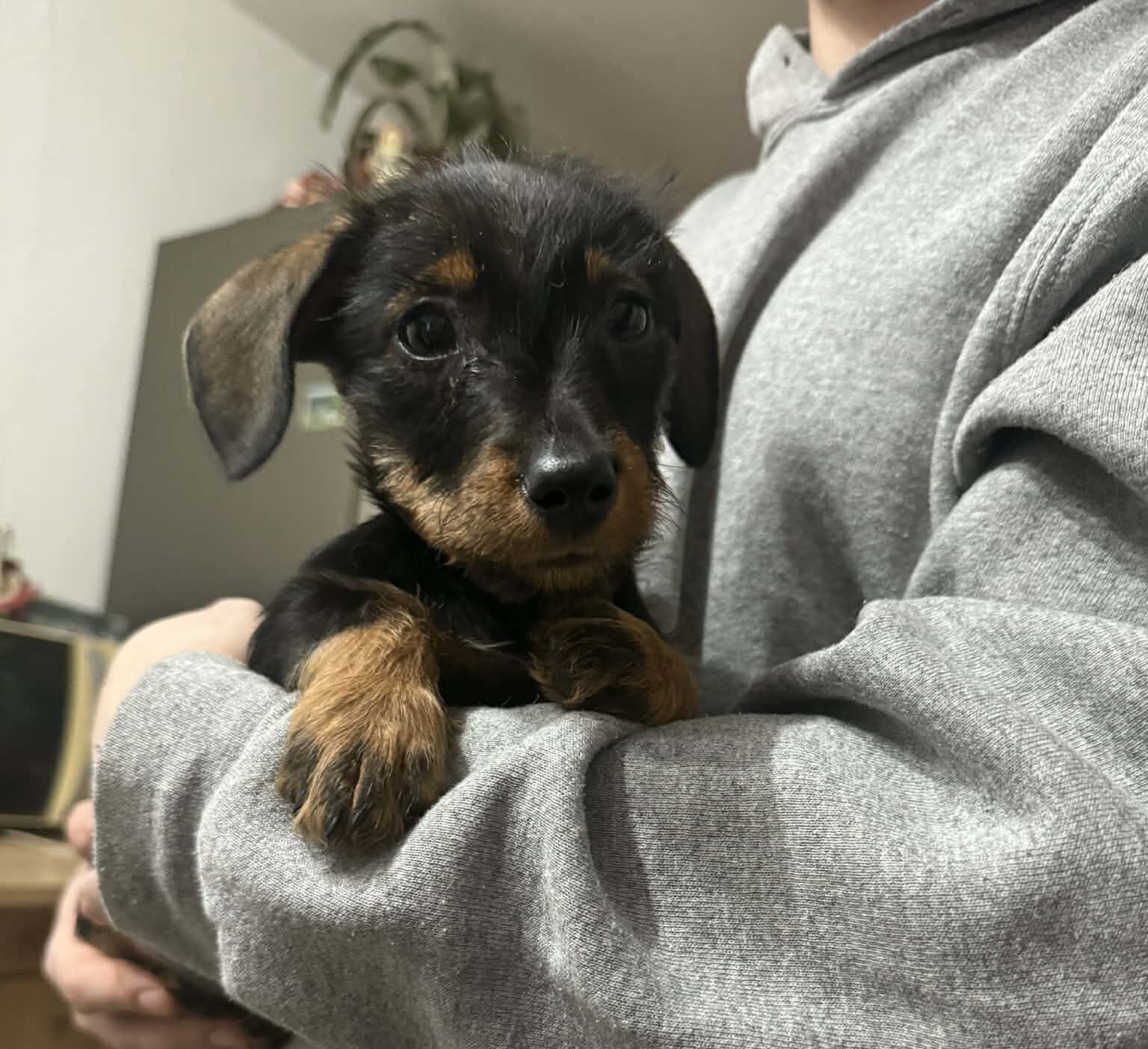 Maya