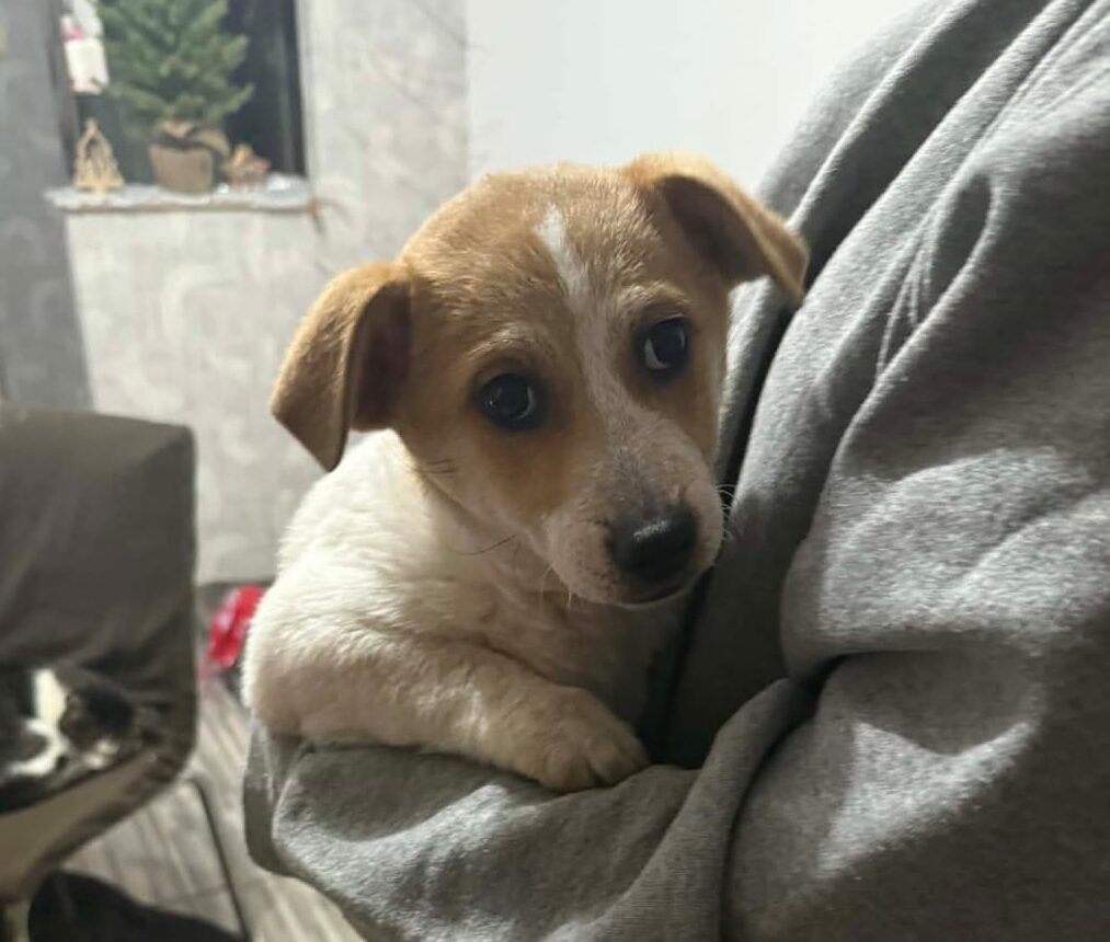 Luna