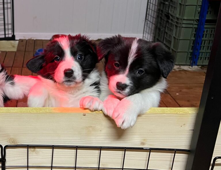 Lexie, Gypsy, Freddie & Teddie