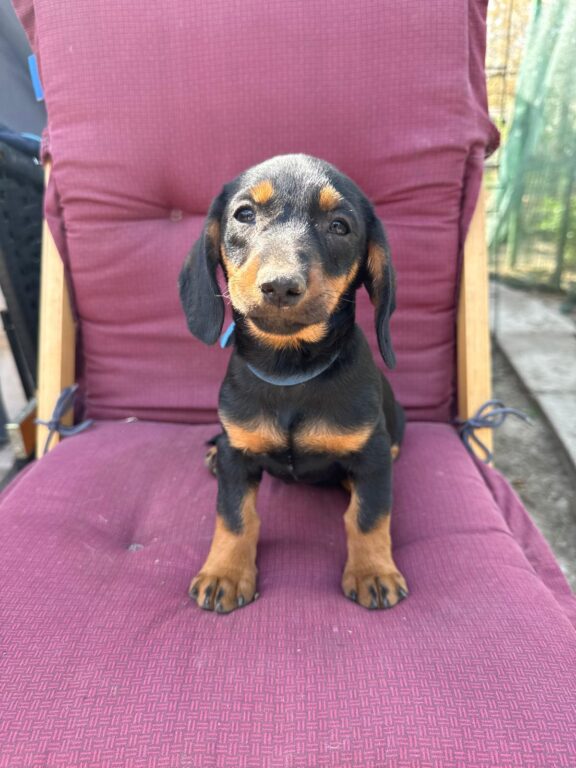 Sammy