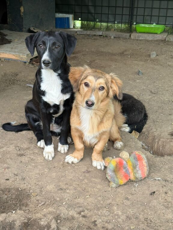 Selia