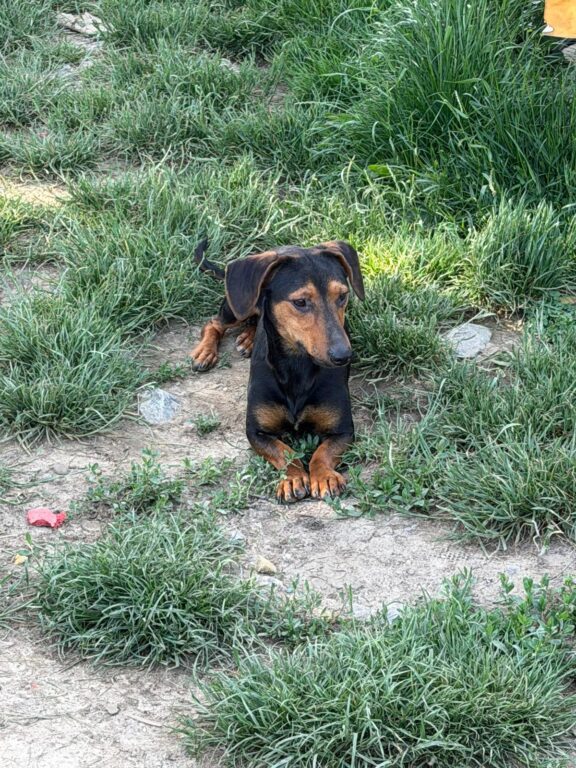 Bram