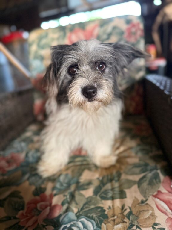 Gugu
