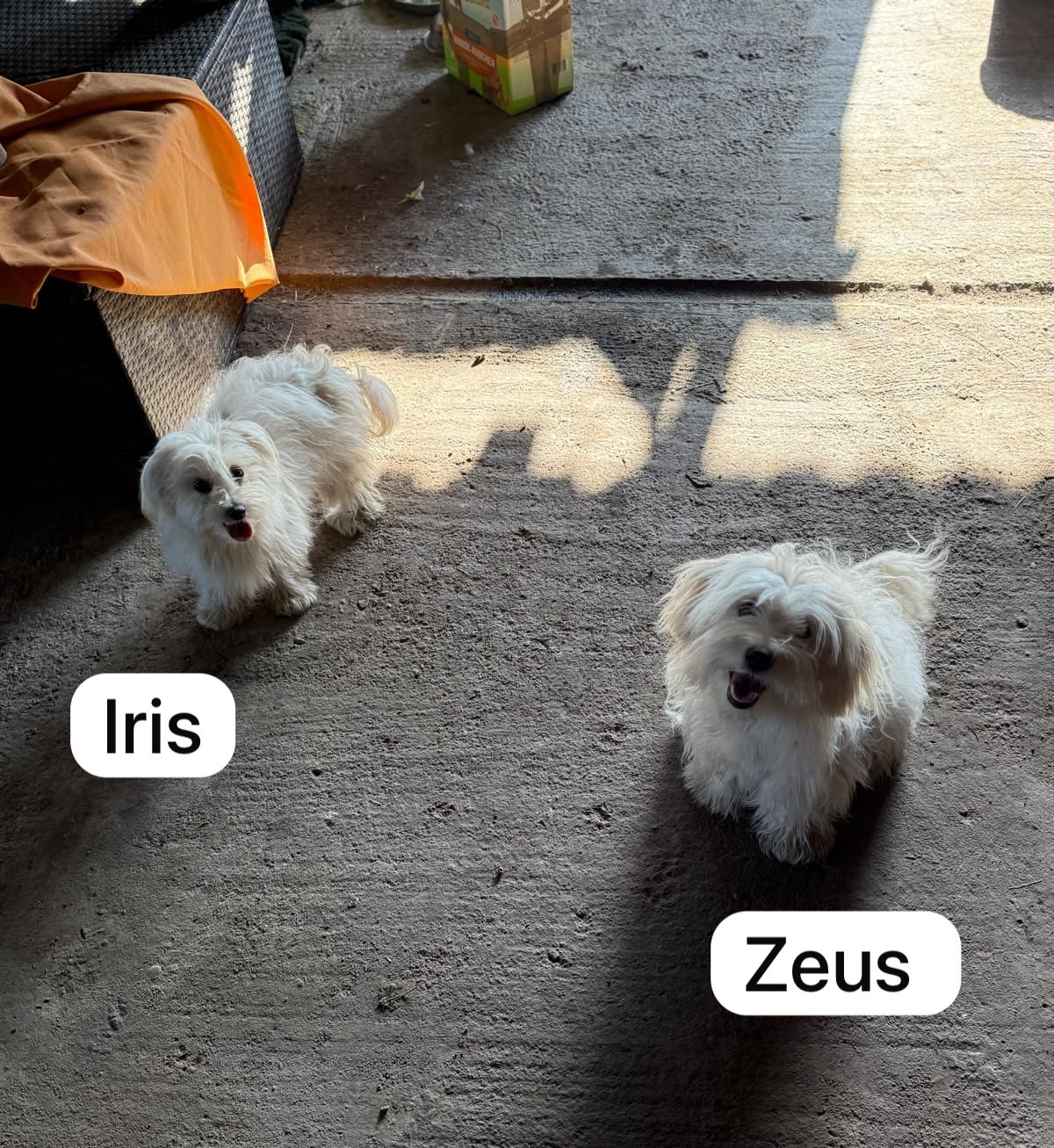 Iris & Zeus