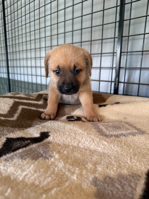 Tobi
