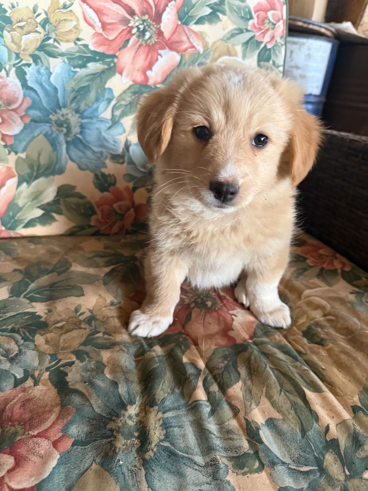 Cooper