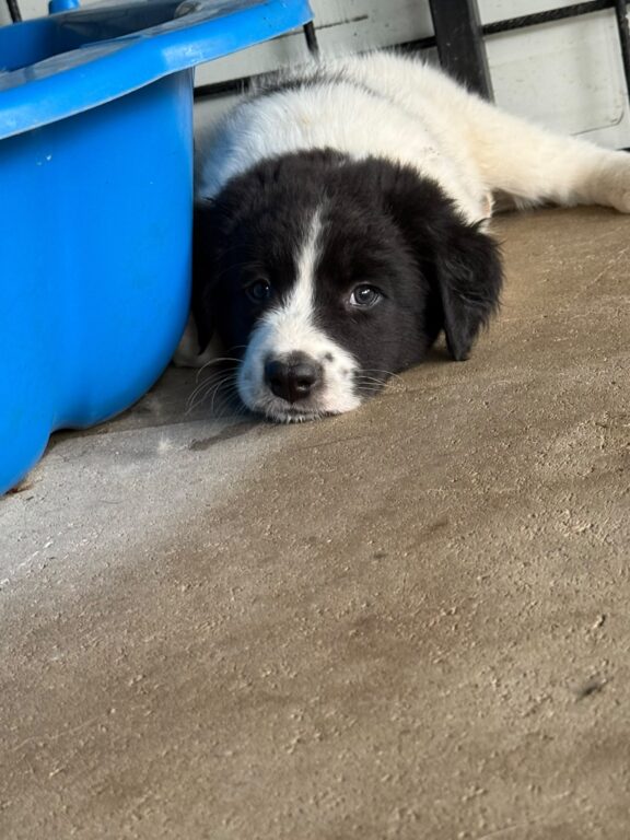 Benny