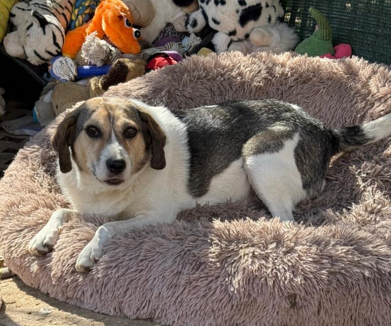 Rocky